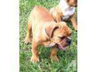 Bulldog Puppy for sale in ORLANDO, FL, USA