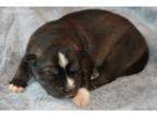 Siberian Husky Puppy for sale in Tijeras, NM, USA