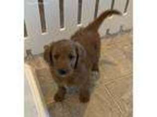 Goldendoodle Puppy for sale in Lancaster, OH, USA