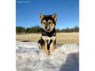 Shiba Inu Puppy for sale in Santo, TX, USA