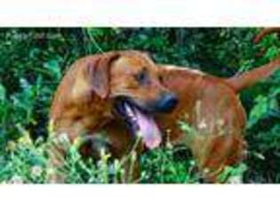Rhodesian Ridgeback Puppy for sale in Orlando, FL, USA