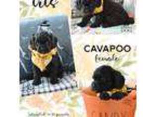 Cavapoo Puppy for sale in San Antonio, TX, USA