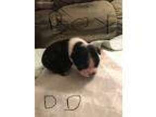 Boston Terrier Puppy for sale in Lindstrom, MN, USA