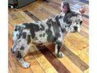 French Bulldog Puppy for sale in Frazeysburg, OH, USA