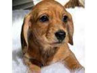 Dachshund Puppy for sale in Virginia Beach, VA, USA