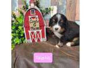 Bernese Mountain Dog Puppy for sale in Konawa, OK, USA