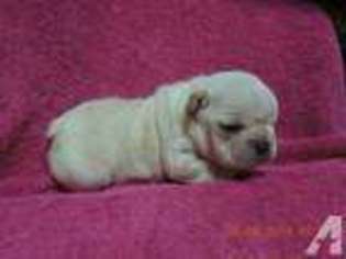 French Bulldog Puppy for sale in POLAND, IN, USA