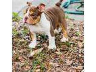 Bulldog Puppy for sale in Orlando, FL, USA
