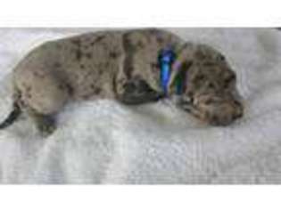 Great Dane Puppy for sale in Fyffe, AL, USA