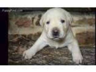 Labrador Retriever Puppy for sale in Mc Clure, PA, USA
