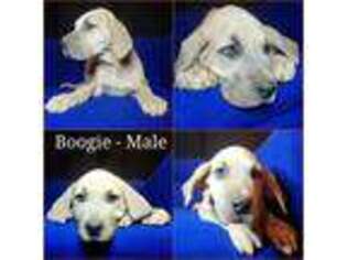 Great Dane Puppy for sale in Brundidge, AL, USA