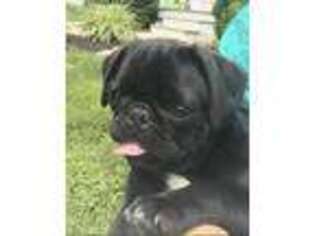 Pug Puppy for sale in Burkesville, KY, USA