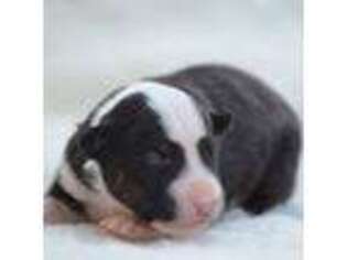 Bull Terrier Puppy for sale in Unknown, , USA