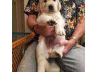 Mutt Puppy for sale in Acworth, GA, USA