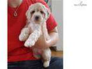 Goldendoodle Puppy for sale in Atlanta, GA, USA