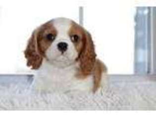 Cavalier King Charles Spaniel Puppy for sale in Massillon, OH, USA