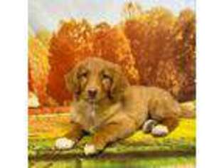 Mutt Puppy for sale in Avery, TX, USA