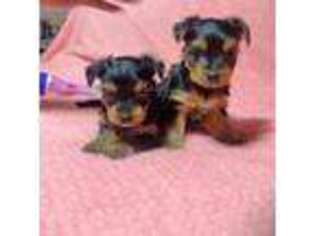 Yorkshire Terrier Puppy for sale in Sterling Heights, MI, USA
