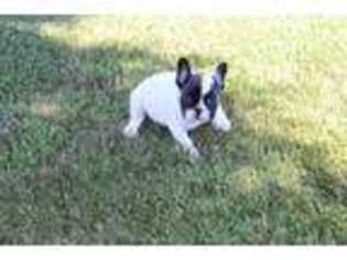 French Bulldog Puppy for sale in Wauseon, OH, USA