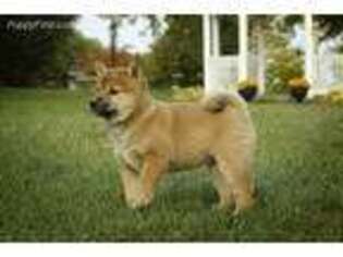 Shiba Inu Puppy for sale in Mifflintown, PA, USA