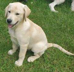 Labrador Retriever Puppy for sale in Clermont, IA, USA