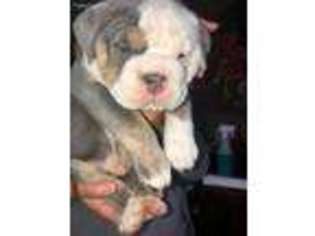 Olde English Bulldogge Puppy for sale in Derry, NH, USA
