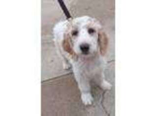 Goldendoodle Puppy for sale in Warsaw, MO, USA