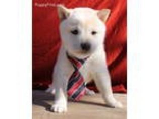 Shiba Inu Puppy for sale in Caulfield, MO, USA