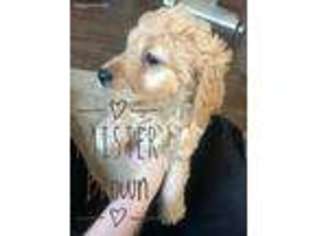 Goldendoodle Puppy for sale in Atoka, OK, USA