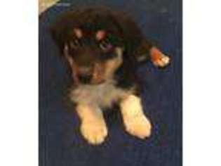 Australian Shepherd Puppy for sale in Visalia, CA, USA