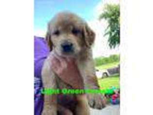 Golden Retriever Puppy for sale in Windom, MN, USA