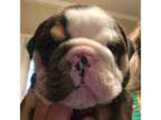 Bulldog Puppy for sale in Shelby, NC, USA