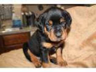 Rottweiler Puppy for sale in Pineville, MO, USA
