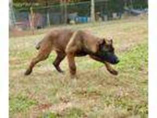 Belgian Malinois Puppy for sale in Liberty, SC, USA