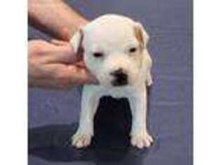 Staffordshire Bull Terrier Puppy for sale in Tomball, TX, USA