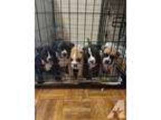 Bulldog Puppy for sale in OAK LAWN, IL, USA