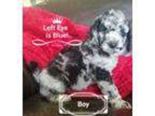 Mutt Puppy for sale in Vinton, IA, USA