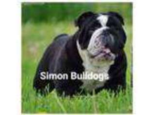 Bulldog Puppy for sale in Malvern, OH, USA