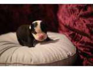 Bulldog Puppy for sale in Auxvasse, MO, USA