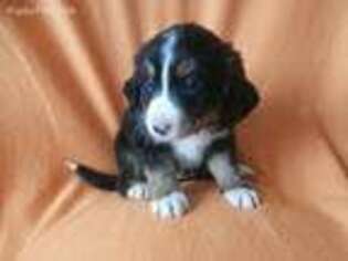 Bernese Mountain Dog Puppy for sale in Plymouth, IL, USA