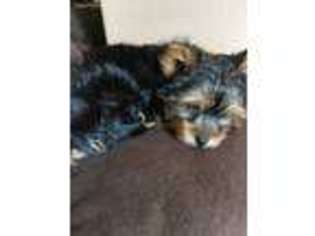 Yorkshire Terrier Puppy for sale in Massapequa, NY, USA