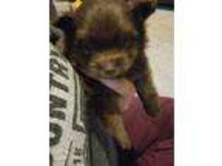 Pomeranian Puppy for sale in Starbuck, MN, USA