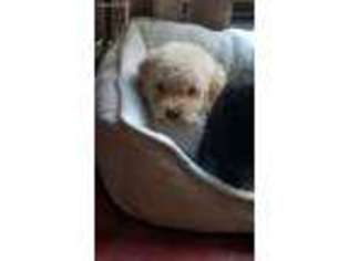 Medium Photo #1 Goldendoodle Puppy For Sale in Cranston, RI, USA