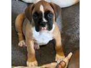 Boxer Puppy for sale in Middleboro, MA, USA