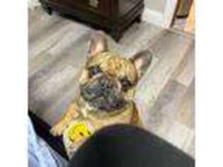 French Bulldog Puppy for sale in Youngstown, OH, USA