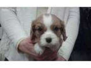 Cavalier King Charles Spaniel Puppy for sale in Winfield, PA, USA