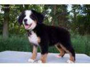 Bernese Mountain Dog Puppy for sale in Marshall, MN, USA