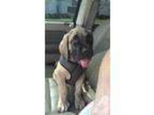 Mastiff Puppy for sale in REPUBLIC, MO, USA