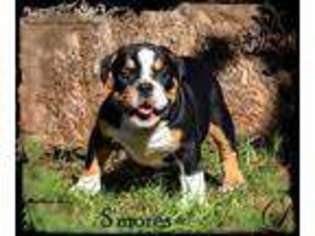 Olde English Bulldogge Puppy for sale in Macomb, OK, USA