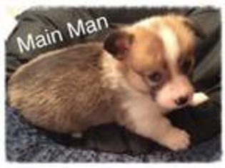 Pembroke Welsh Corgi Puppy for sale in Rolla, MO, USA